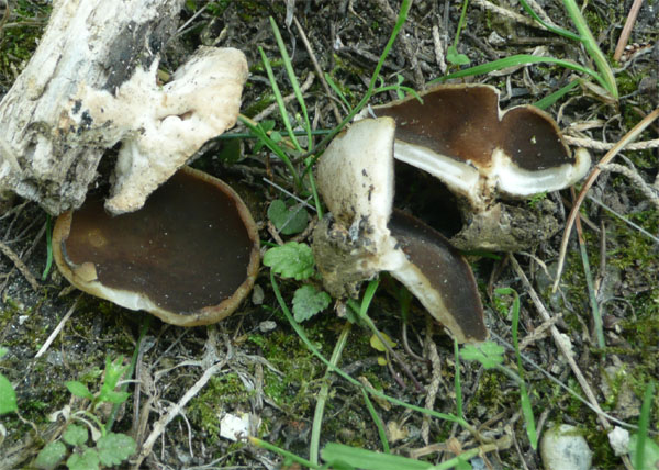 Helvella o Discina